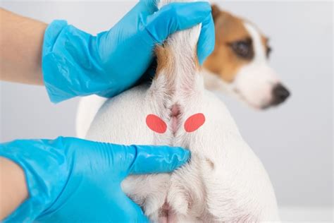 anal gland leak|Why Do Dogs Anal Glands Leak – [Vet Explains Pets]